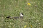 lapwing