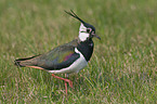 Lapwing