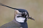 Lapwing