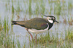 Lapwing