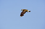 lapwing