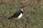 lapwing