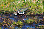 lapwing