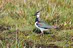 lapwing