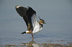 lapwing