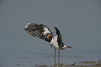 lapwing