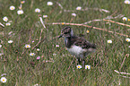 lapwing