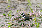 lapwing