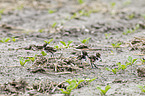young lapwings