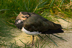 lapwing