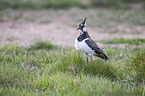 lapwing