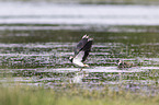 lapwings