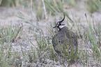 lapwing