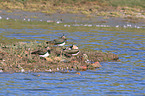 lapwings