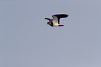 lapwing