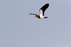 lapwing