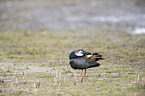 lapwing