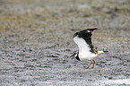 lapwing