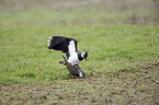 lapwings