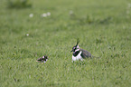 lapwings