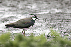 lapwing