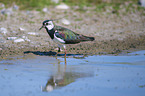 Lapwing