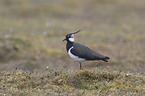 lapwing