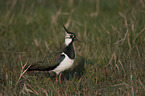 standing Lapwing