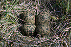 Lapwing eggs