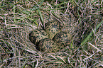 Lapwing eggs