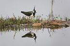 walking Lapwing