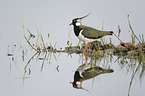 walking Lapwing