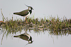 standing Lapwing