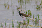 lapwing