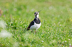 lapwing on the meadow