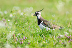 lapwing on the meadow