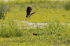 flying lapwings