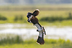 flying lapwings