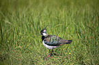 lapwing