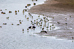 lapwings