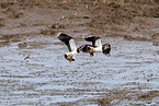 lapwings