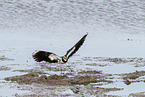 lapwing