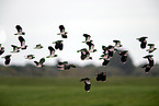 lapwings