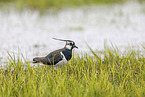 lapwing