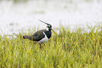 lapwing