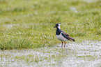 lapwing