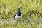 lapwing