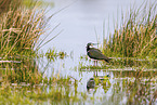 lapwing