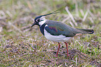 lapwing