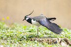 Lapwing